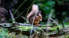 Red Squirrel